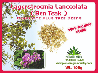 Lagerstroemia Lanceolata